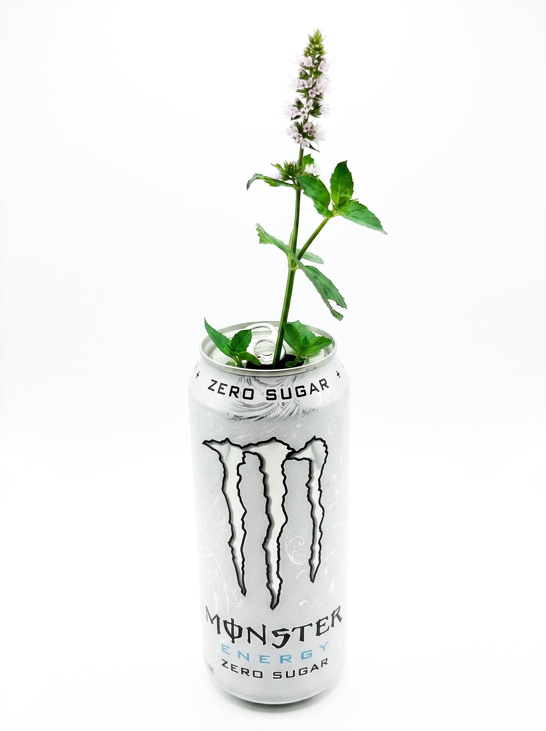 Still life on white: an opened white Monster Energy Zero Sugar can with a flowering sprig of mint growing out of the tab.